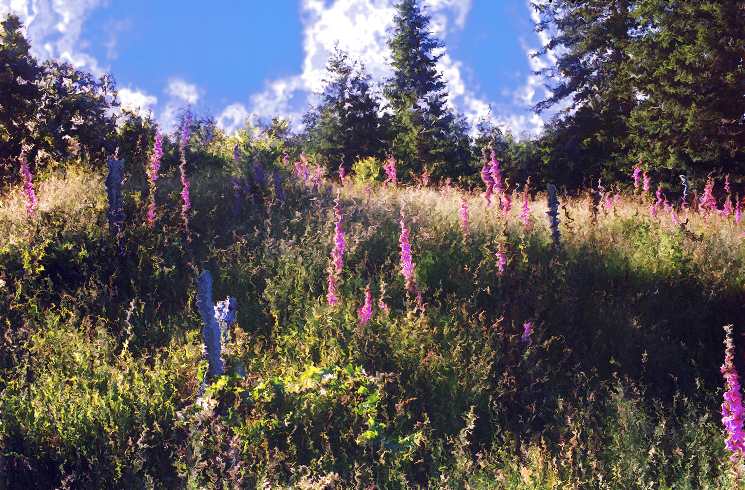 foxgloves