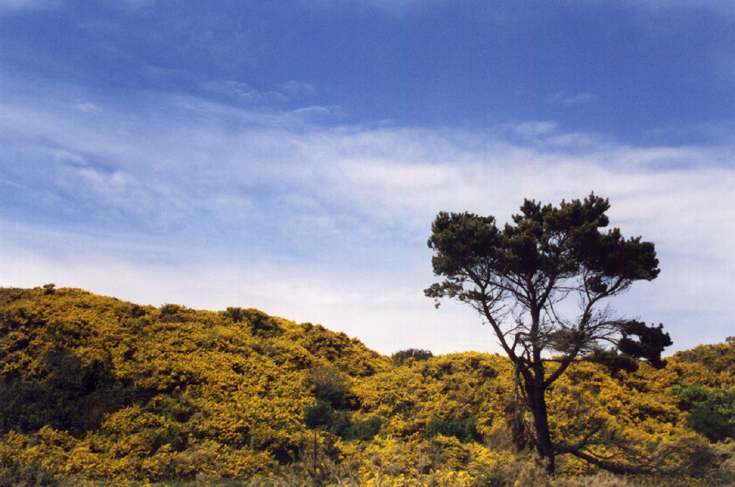 gorse-galore